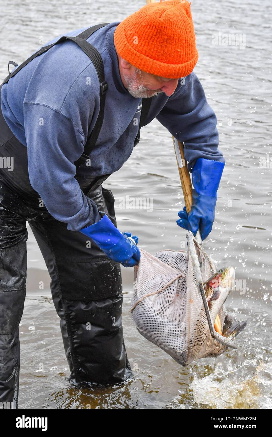 Wyoming, Stati Uniti. 28th Feb, 2023. Michael Sypniewski svuota una rete di arcobaleno e trota dorata nel lago Frances Slocum state Park. La Pennsylvania Fish and Boat commission stocks ruscelli e laghi per la stagione di pesca. Si immagazzina usando un camion con un carro armato che tiene i pesci da un'incubatoio, manichette, reti e secchi. Oggi hanno rifornito Frances Slouch state Park con arcobaleno, trote dorate e regolari. (Foto di Aimee Dilger/SOPA Images/Sipa USA) Credit: Sipa USA/Alamy Live News Foto Stock