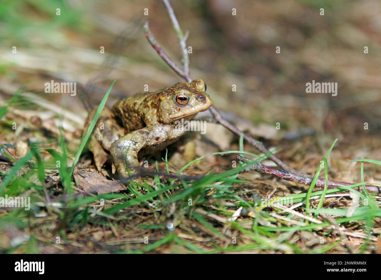 Comune di rospo (Bufo bufo), maschio, rospo, anfibi, animale, primavera, foresta, natura, primo piano di un maschio comune rospo sul pavimento della foresta in primavera Foto Stock