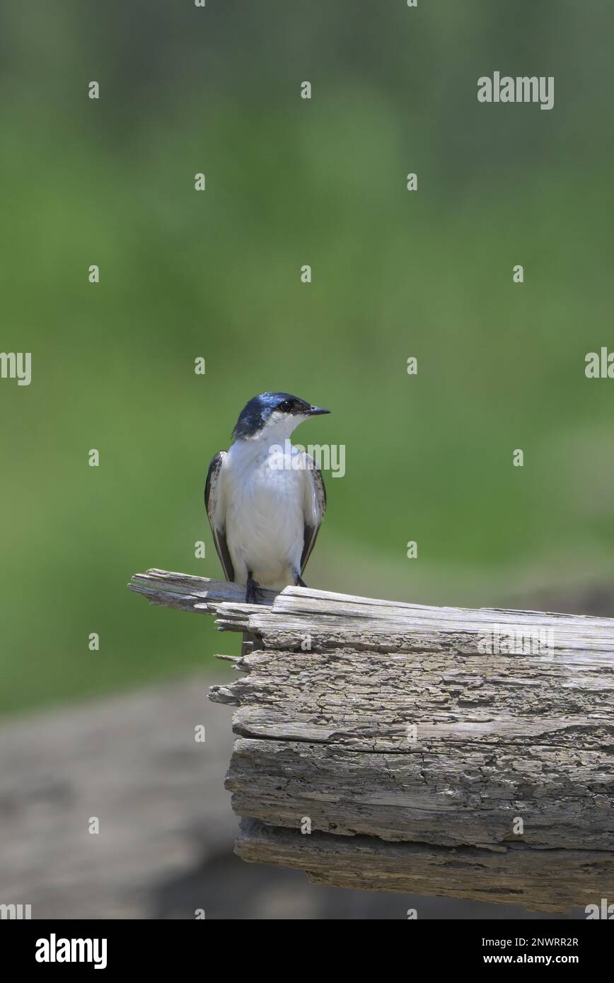 Swallow dalle ali bianche (Tachycineta albiventer), Parco Nazionale di Manu, Amazzonia peruviana, Perù Foto Stock