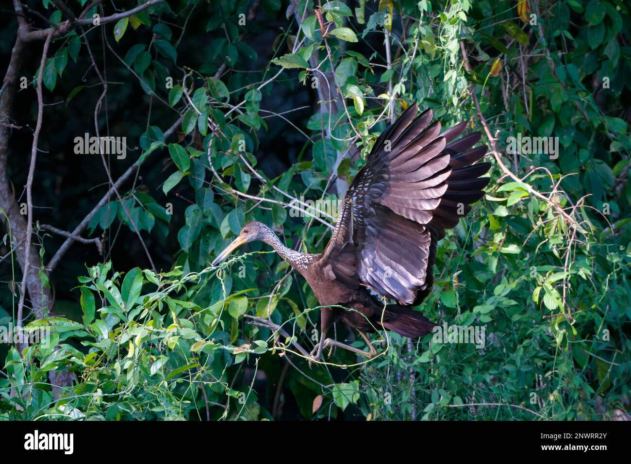 Volo Limpkin (Aramus Guarauna), Manu National Park, Amazzonia peruviana, Perù Foto Stock
