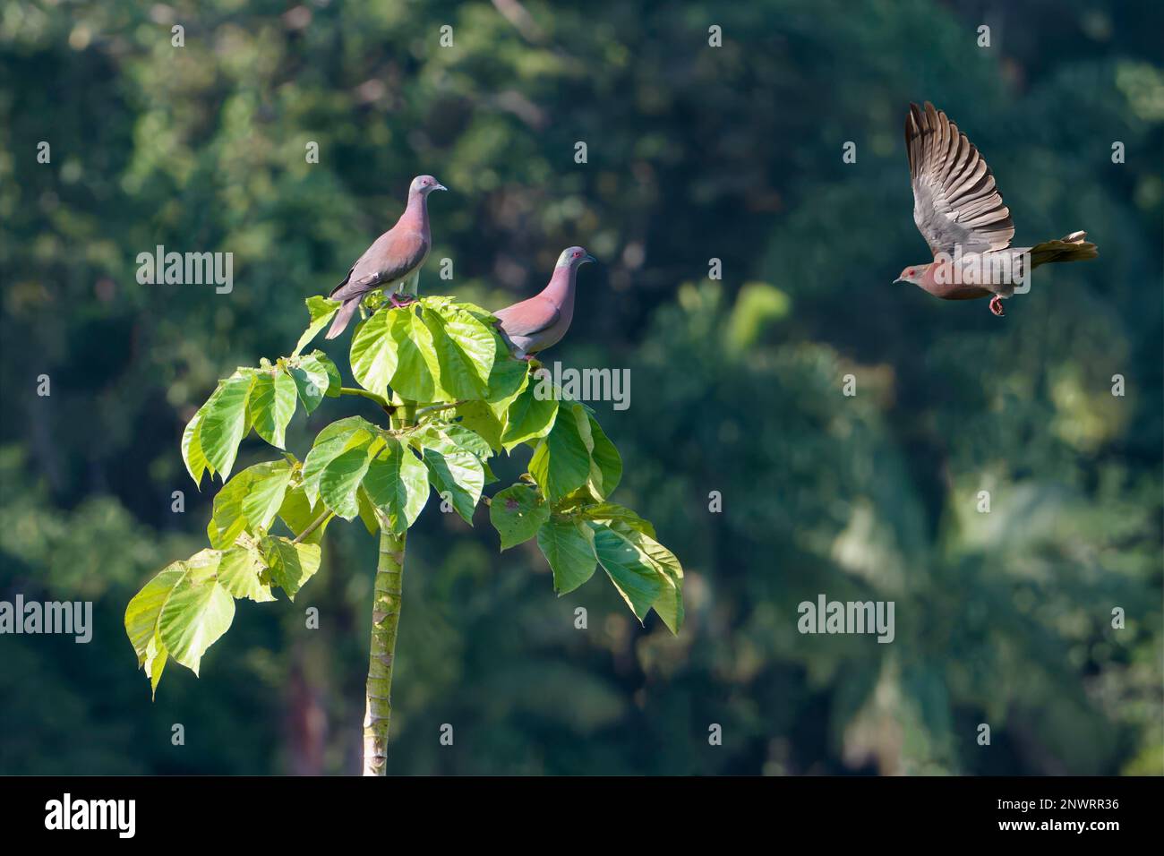 Tre pale-ventilato (Patagioenas cayennensis) Pigeons, due seduti in un albero, un volo, Manu National Park, Amazzonia peruviana, Perù Foto Stock