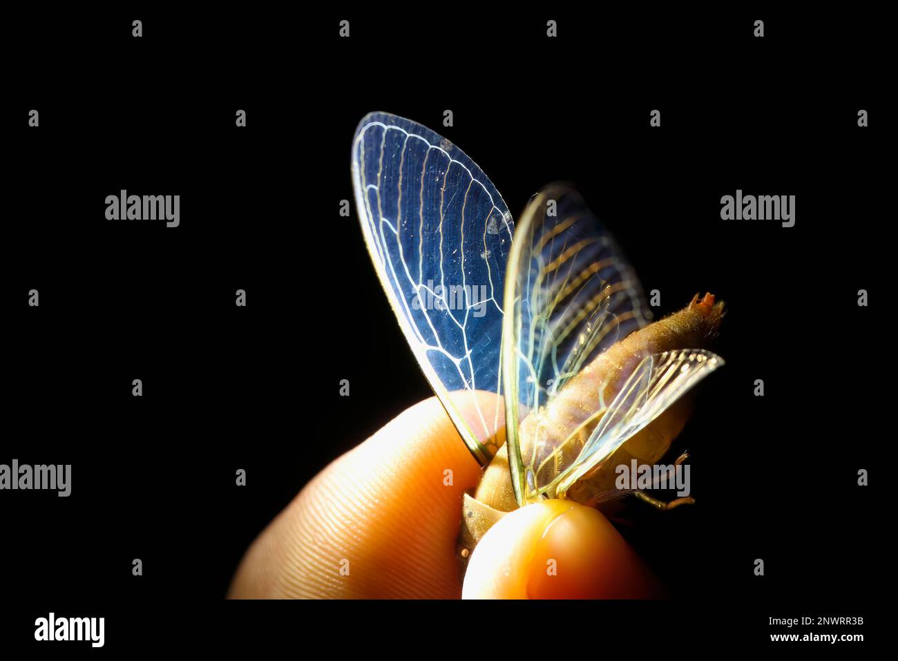 Farfalla ali, Manu Parco Nazionale, Amazzonia peruviana, Perù Foto Stock