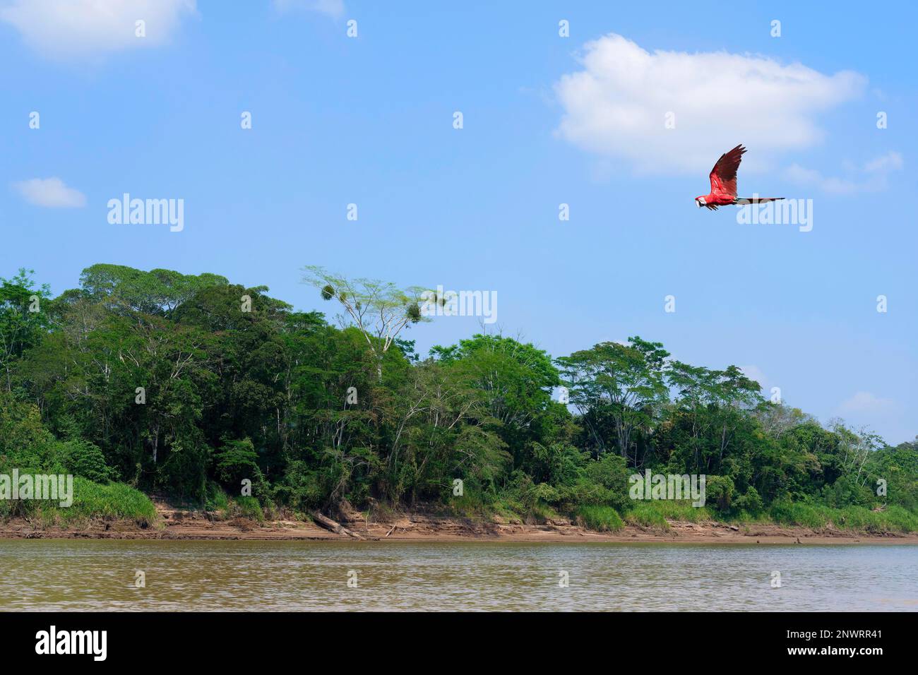 Macaw rosso e verde (Ara chloropterus) che sorvola la foresta pluviale tropicale amazzonica, il fiume Madre de Dios, il Parco Nazionale Manu, l'Amazzonia peruviana, Perù Foto Stock