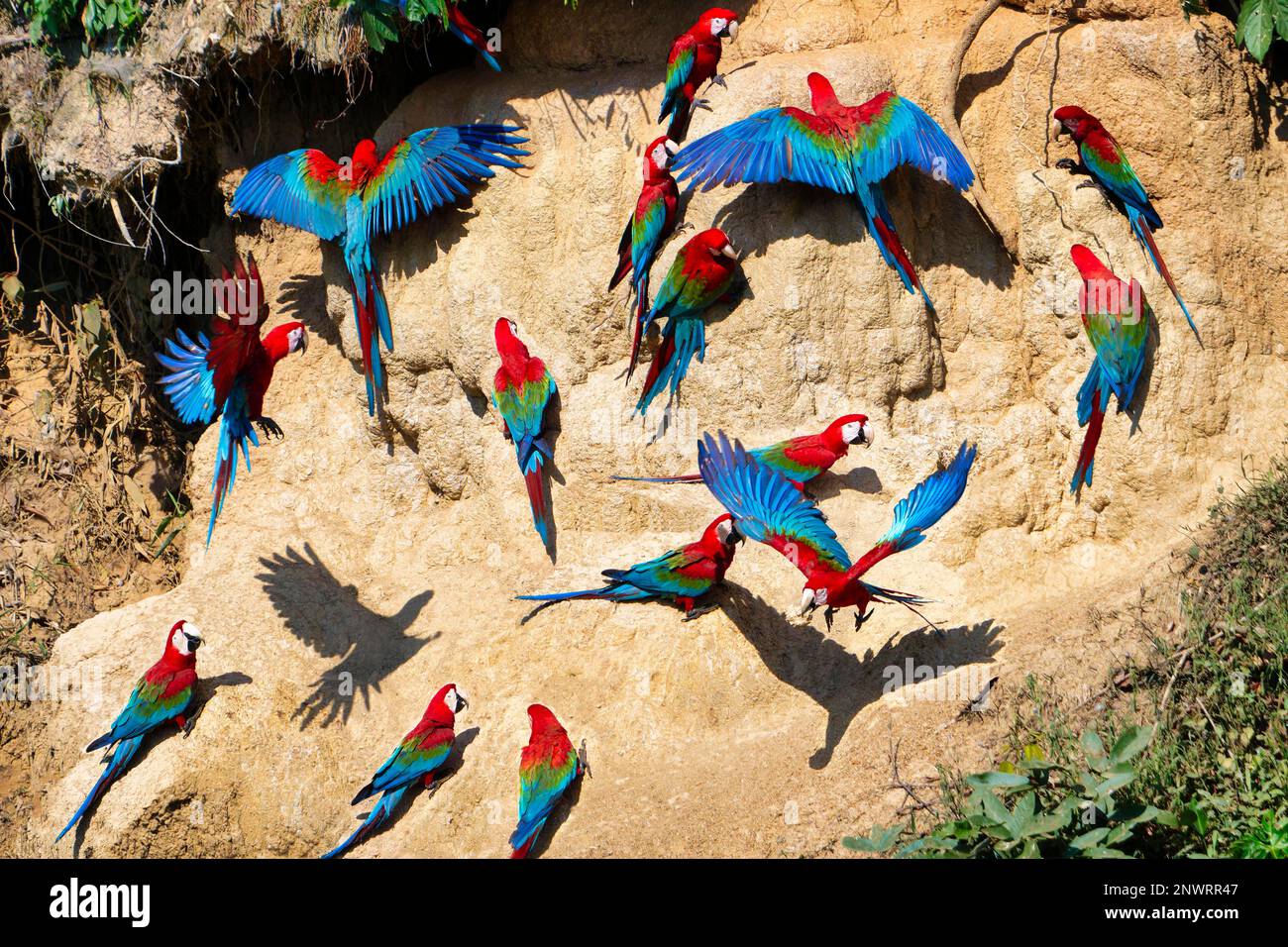 Macaws rosso-e-verde (Ara chloropterus) a crick di argilla, Parco Nazionale di Manu, Amazzonia peruviana, Perù Foto Stock