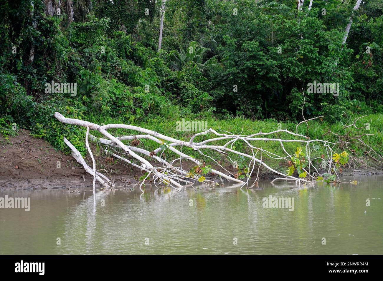 Foresta pluviale tropicale amazzonica lungo il Rio Colorado, Amazzonia peruviana, Perù Foto Stock