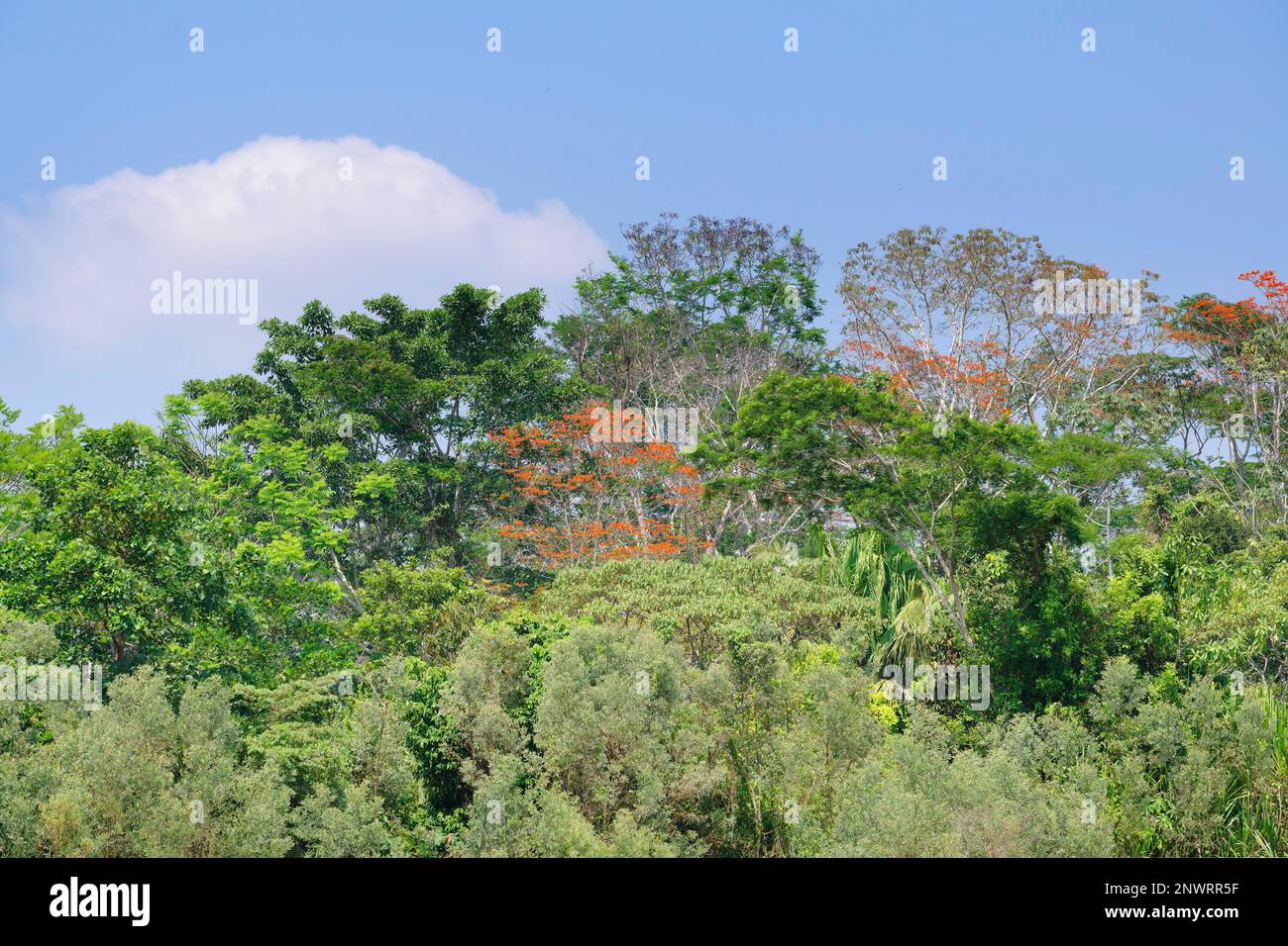 Foresta pluviale tropicale amazzonica con albero di Ipe Rosa (Tabebuia ipe), Fiume Madre de Dios, Parco Nazionale Manu, Amazzonia Peruviana, Perù Foto Stock