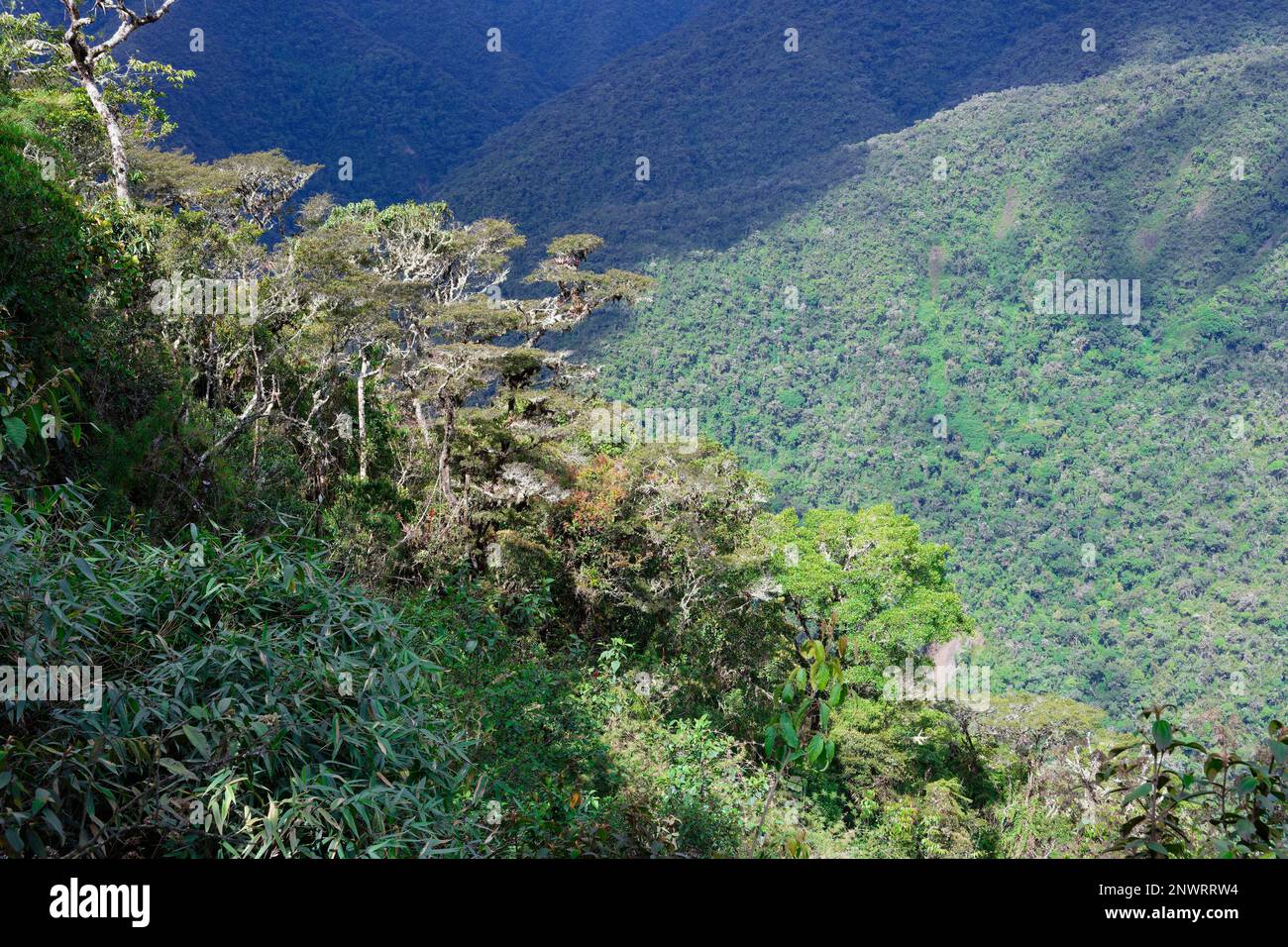 Tropicale Cloud Forest paesaggio, Manu National Park, Perù Foto Stock