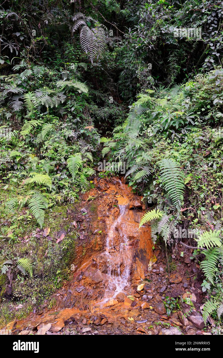Tropicale Cloud Forest paesaggio, Manu National Park, Perù Foto Stock