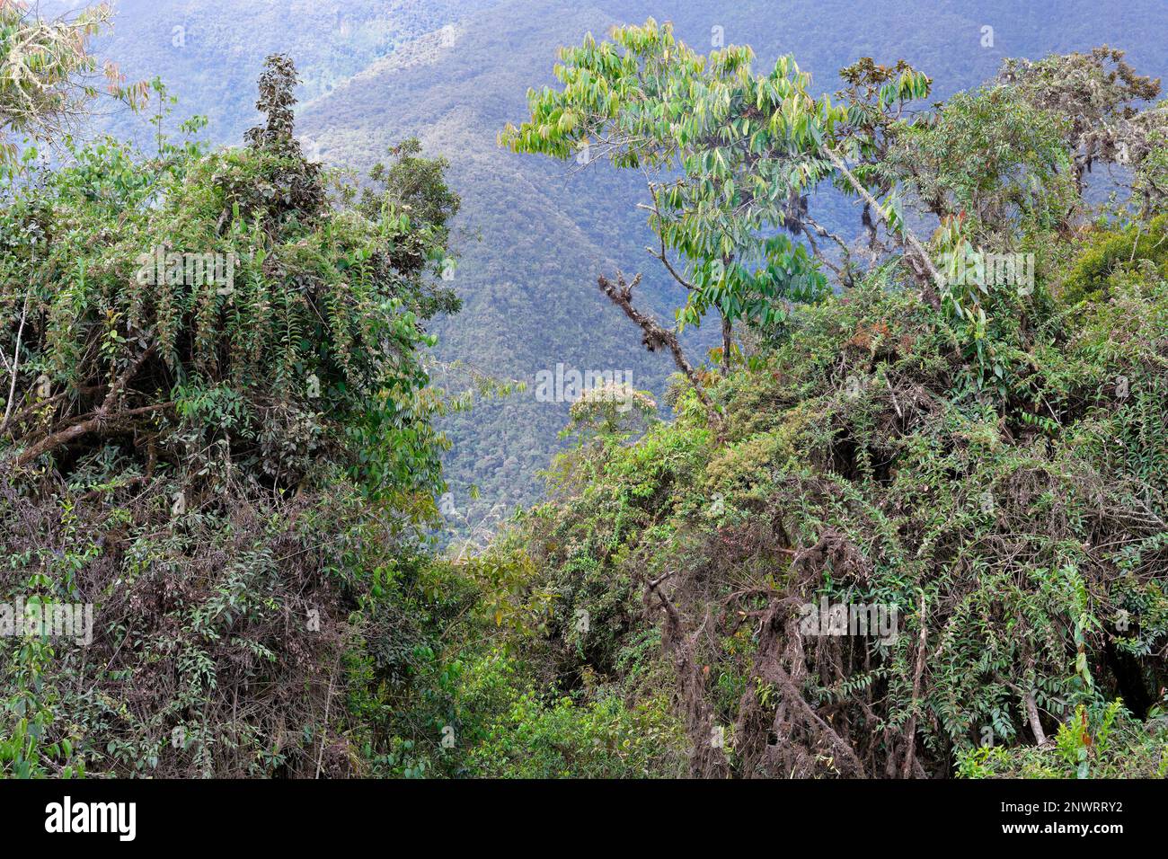 Tropicale Cloud Forest paesaggio, Manu National Park, Perù Foto Stock