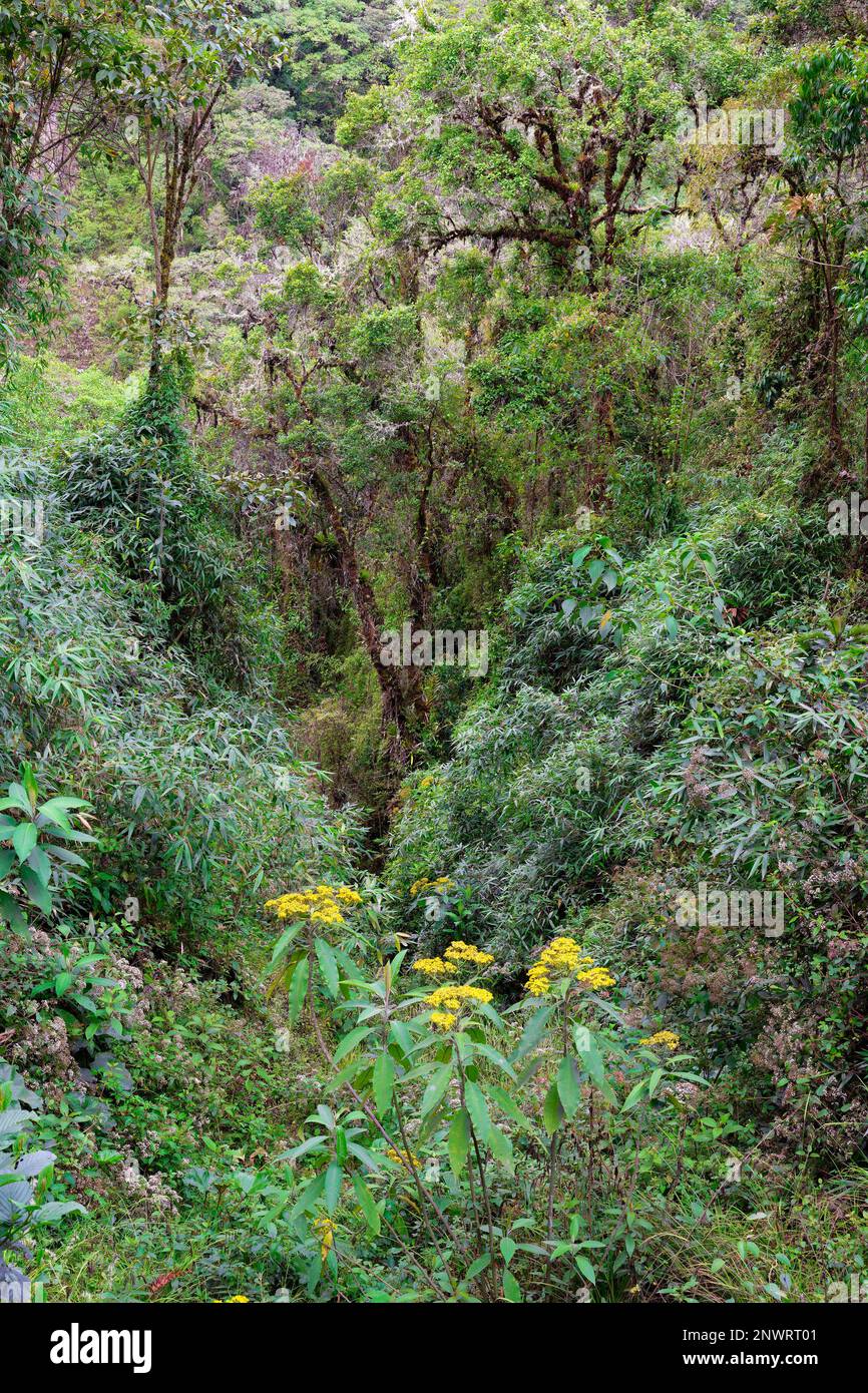 Tropicale Cloud Forest paesaggio, Manu National Park, Perù Foto Stock