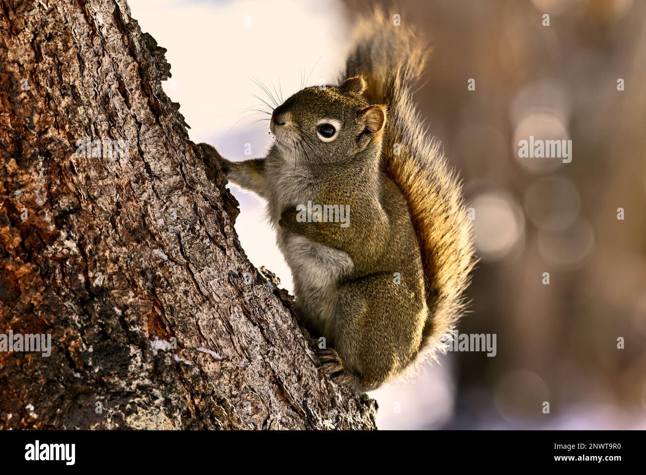 Uno scoiattolo rosso "Tamiasciurus hudsonicus", che sale su un tronco di abete rosso nella campagna Alberta Canada Foto Stock