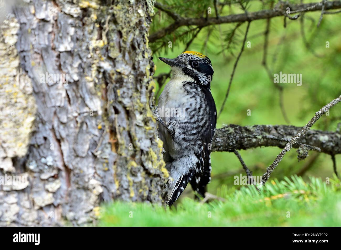 Un maschio adulto americano tre-punta picchio che fora per insetti su un albero di abete rosso scortecciato ruvido nel suo habitat boschivo in Alberta Canada rurale Foto Stock