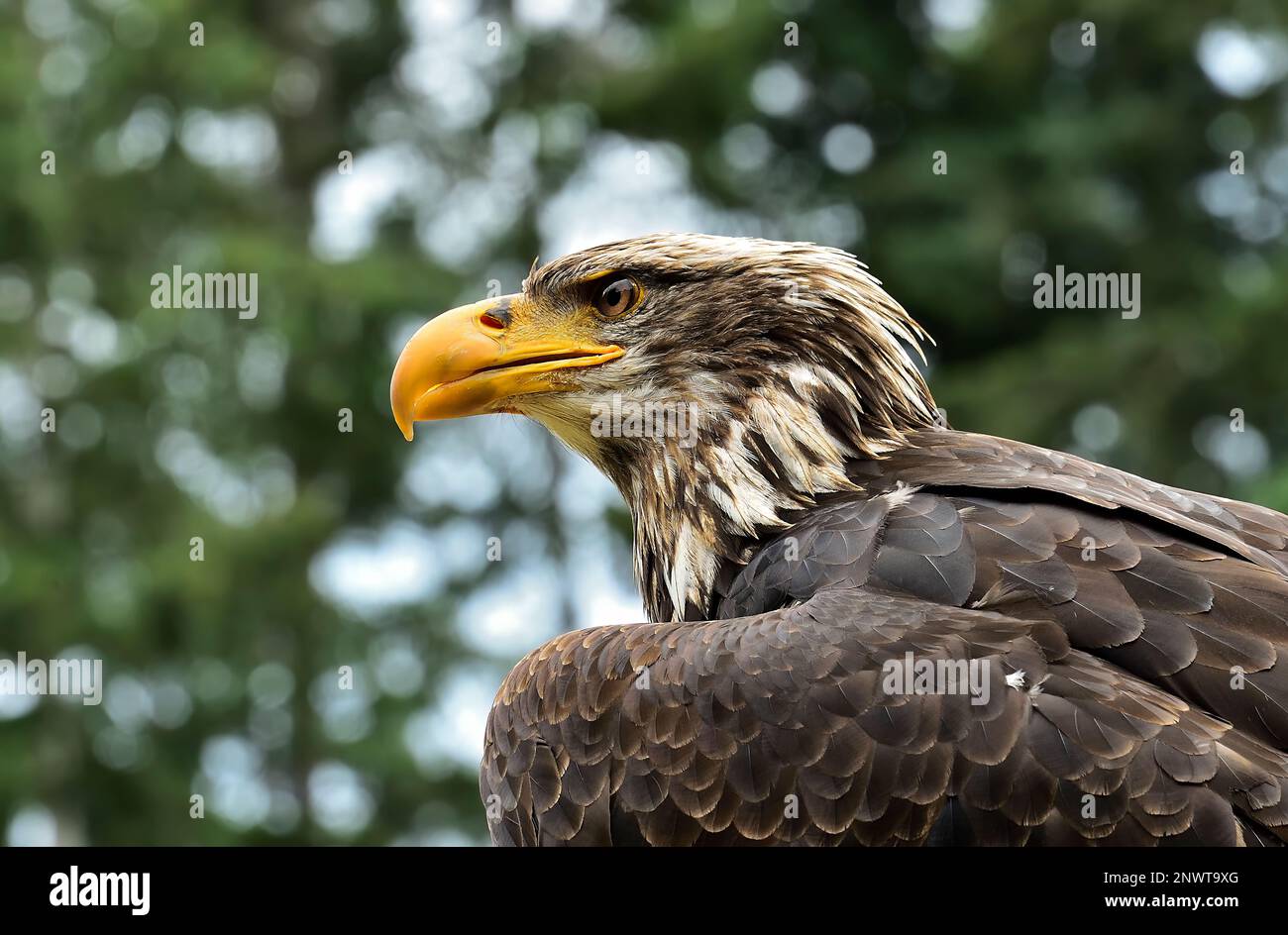 Un ritratto con vista laterale di un'aquila di Bald immatura 'Haliaeetus leucocephalus'. Foto Stock