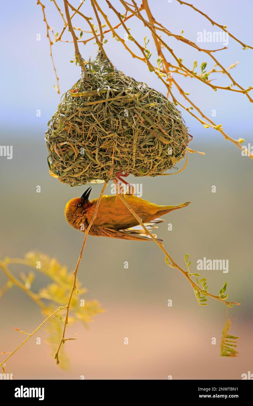 Capo Weaver (Ploceus capensis), corteggiamento maschile adulto al nuovo nido costruito, Klein Karoo, Capo Occidentale, Sudafrica, Africa Foto Stock