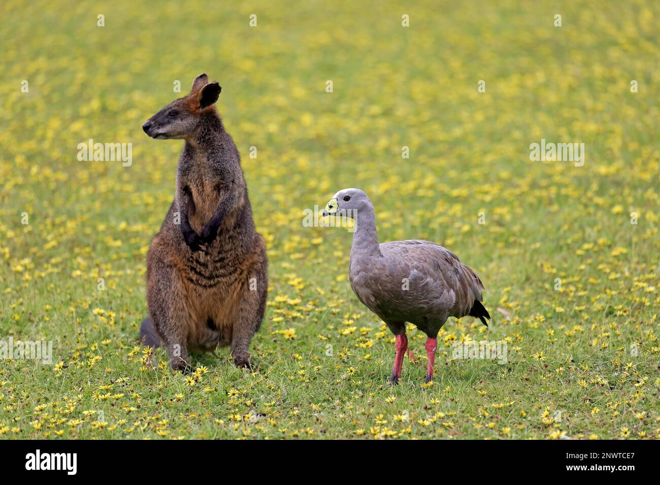 Capo Barren Goose (Cereopsis novaehollandiae), palude Wallaby (Wallabia bicolore), adulto, Kangaroo Island, Australia Meridionale, Australia Foto Stock