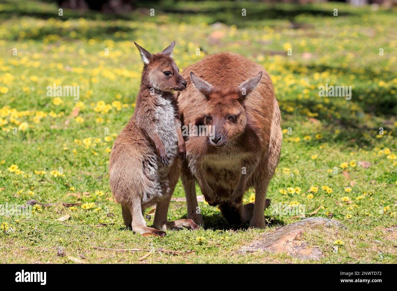 Canguro grigio isola canguro (Macropus fuliginosus fuliginosus), adulto con giovane in tasca, Monte Lofty, Australia Meridionale, Australia Foto Stock