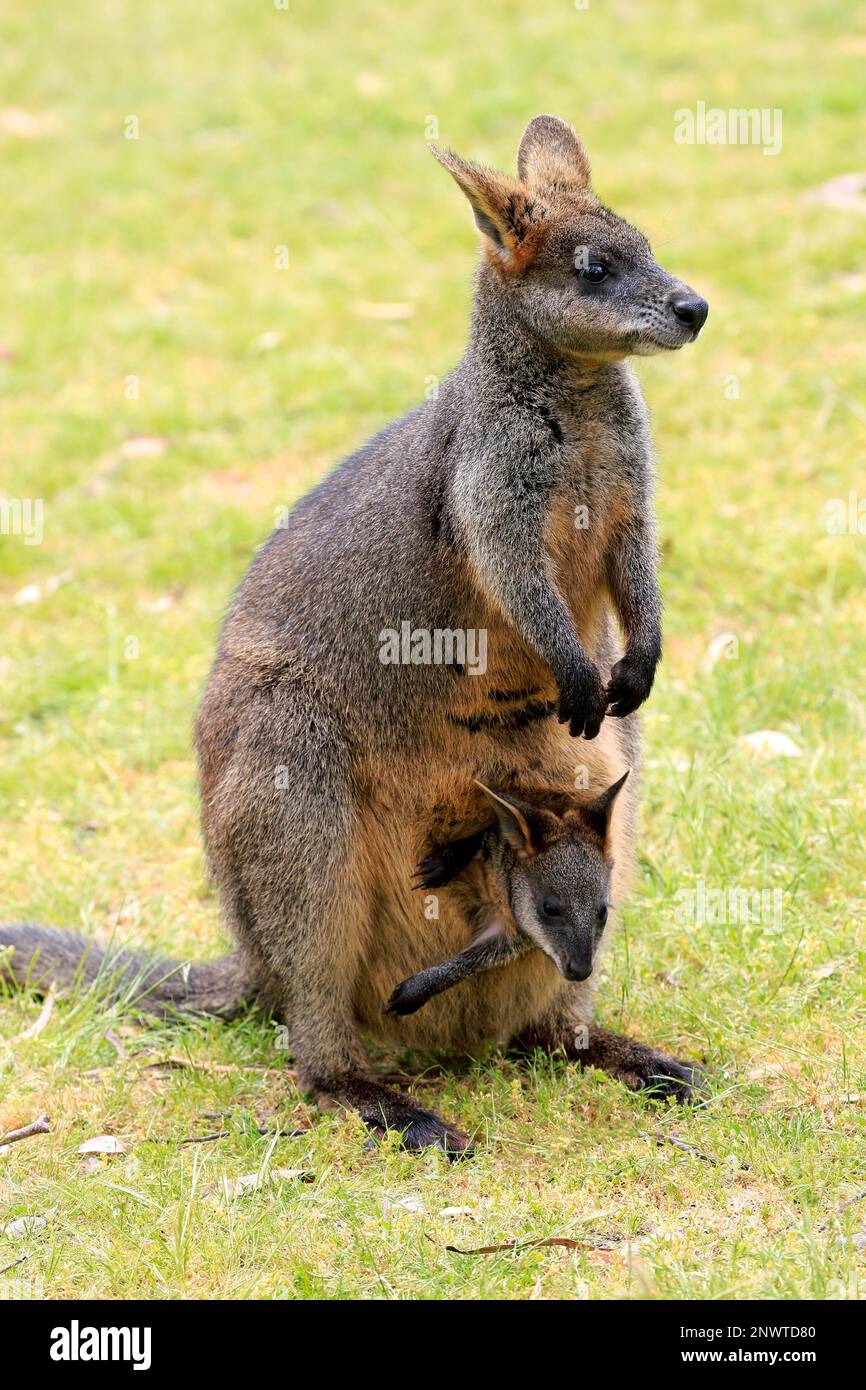 Palude Wallaby (Wallabia bicolore), femmina adulta con joey, Monte Lofty, Australia Meridionale, Australia Foto Stock