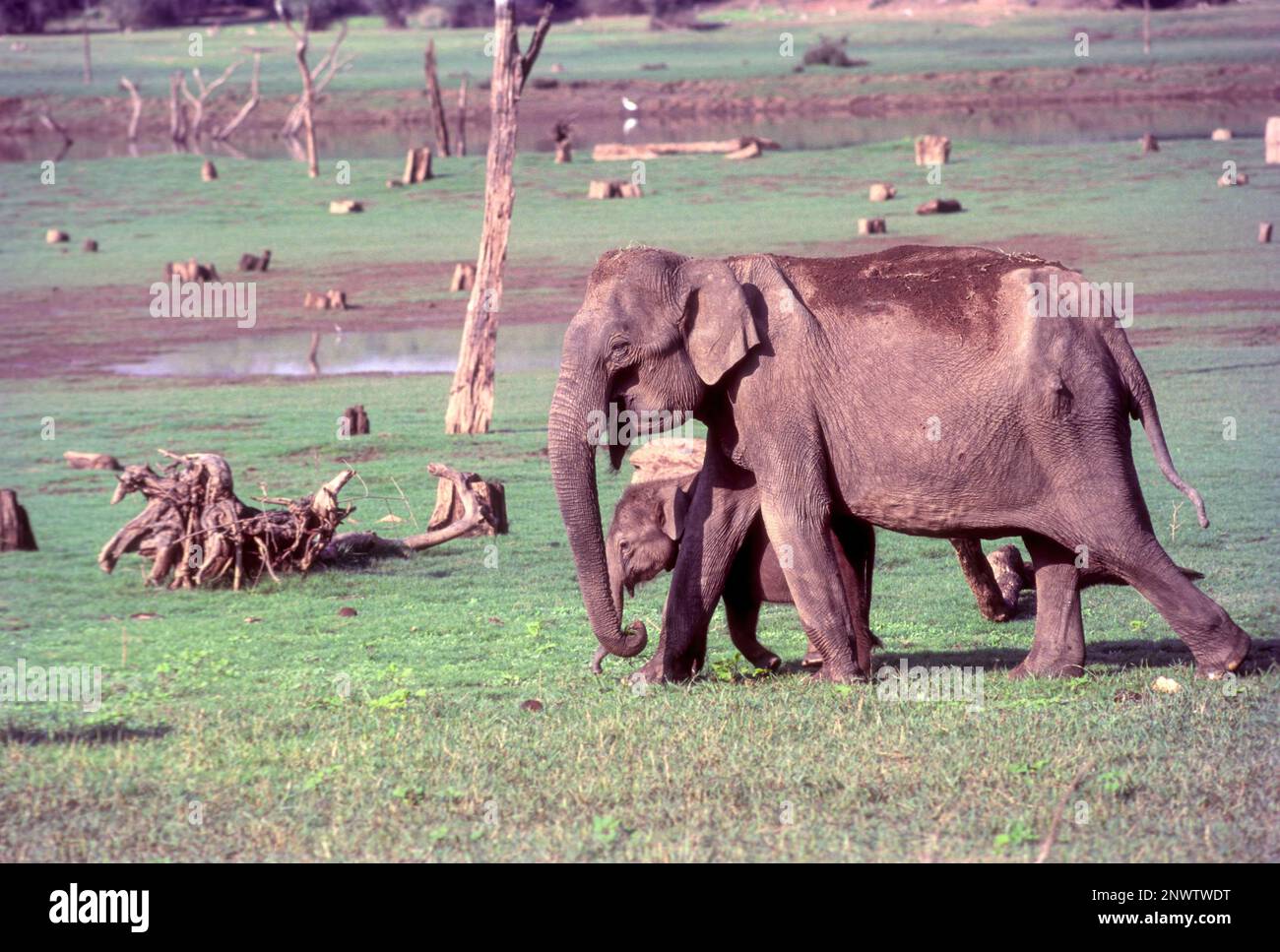 Madre e vitello a Kabini, Gundre Safari, Karnataka, India del Sud, India, Asia. Elefante selvatico (Elephas maximus) Foto Stock