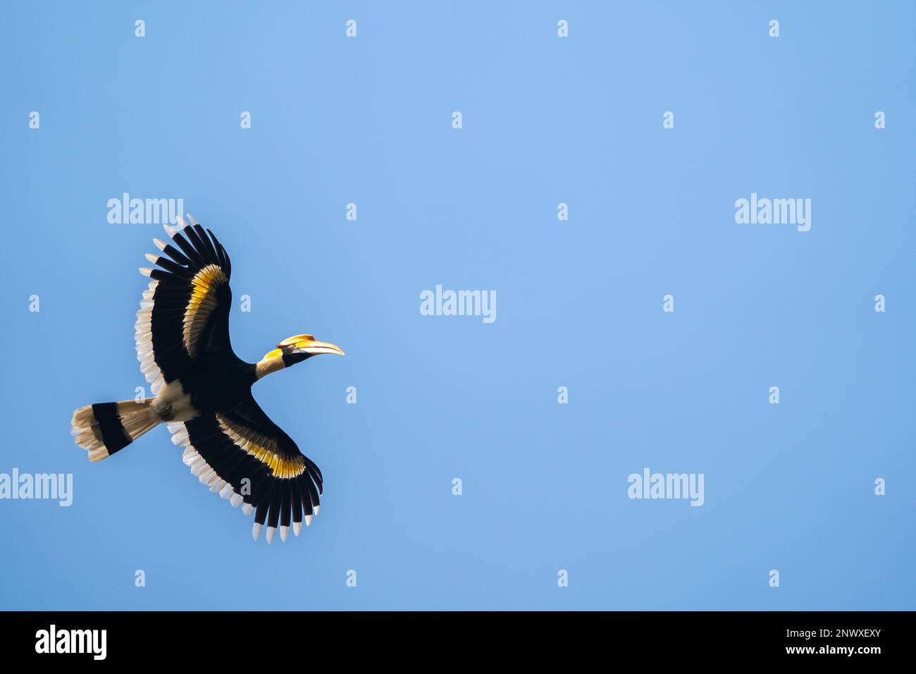 Una vista dal basso di un grande orbillo in volo nel Parco Nazionale di Chitwan in Nepal. Foto Stock