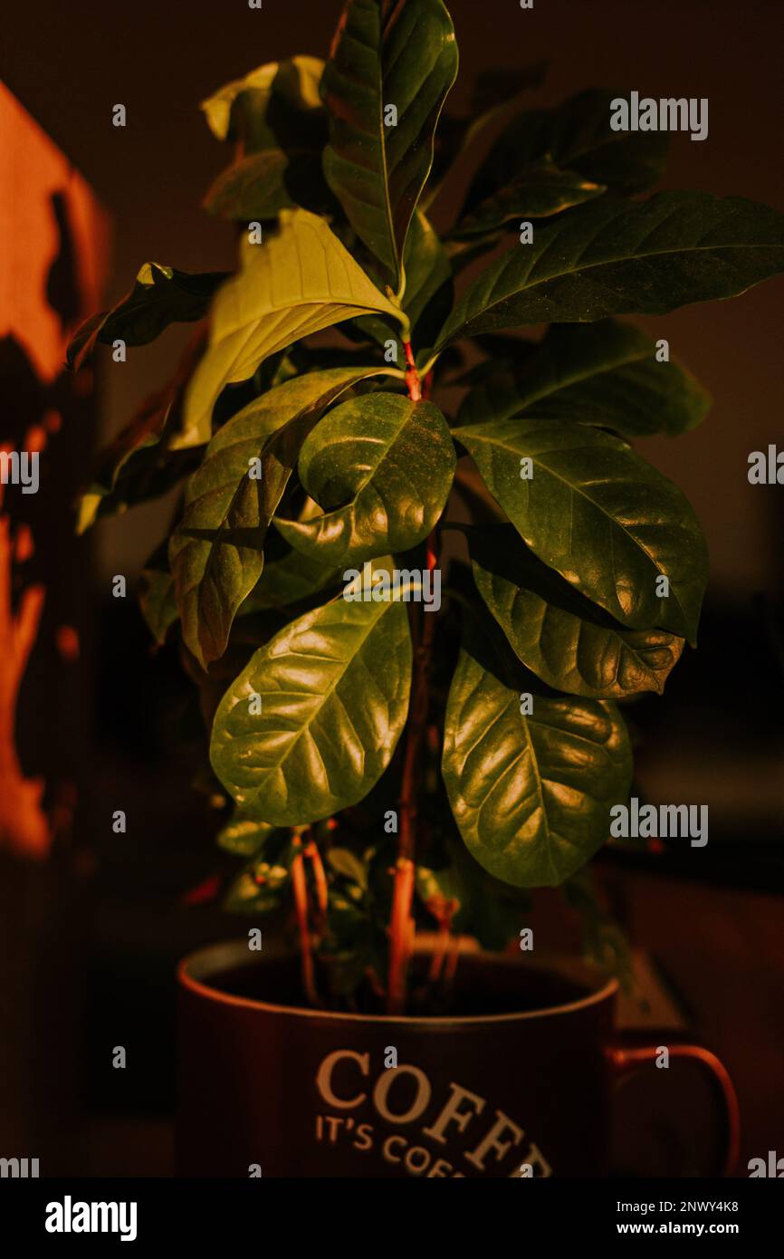 Impianto di caffè verde nel soggiorno Foto Stock