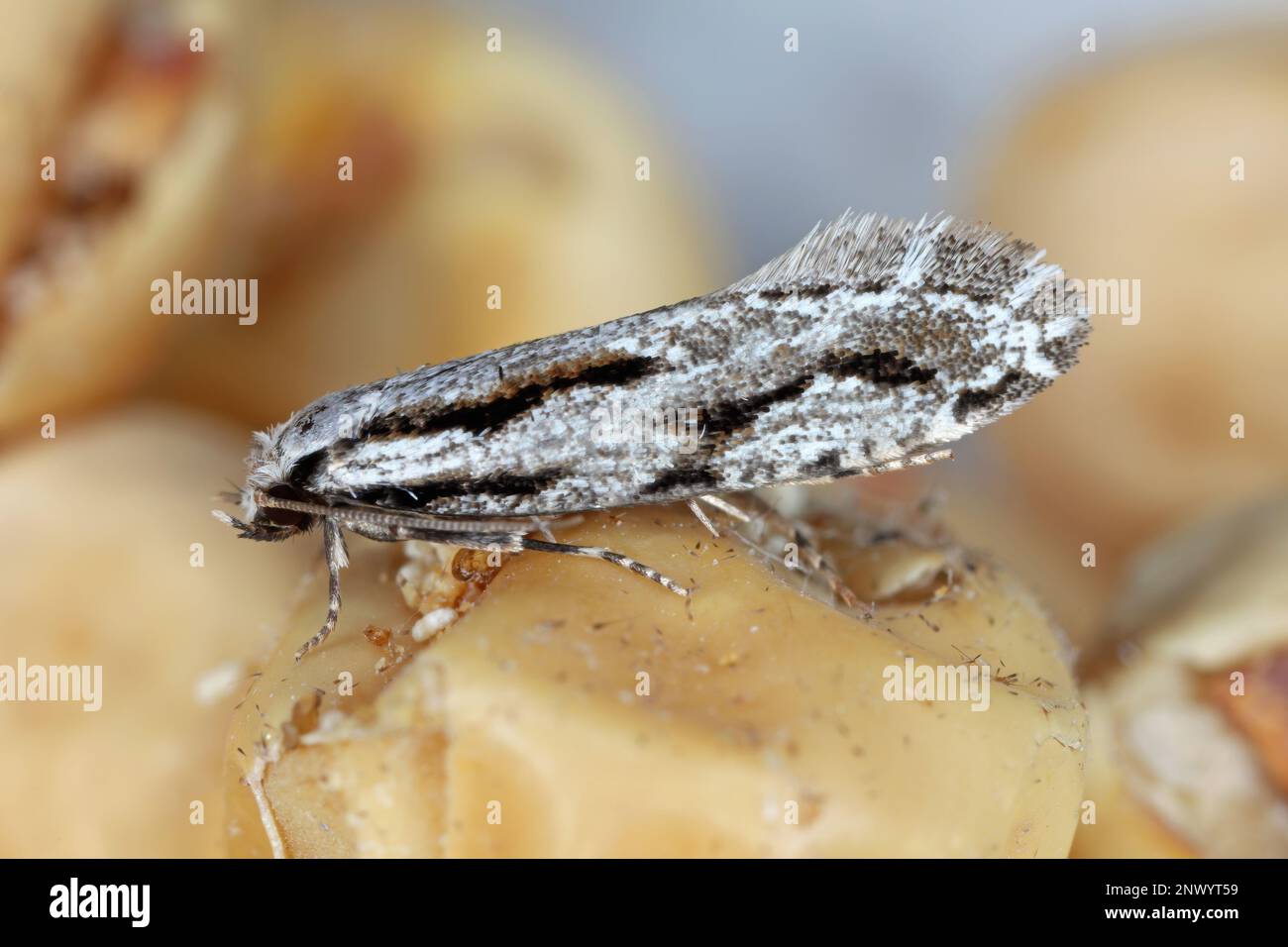 Archinemapogon yildizae, falce della famiglia dei Tineidae, dette falene fungine o falene tineide. Le larve alimentano su fungo della staffa, o Fomes. Foto Stock
