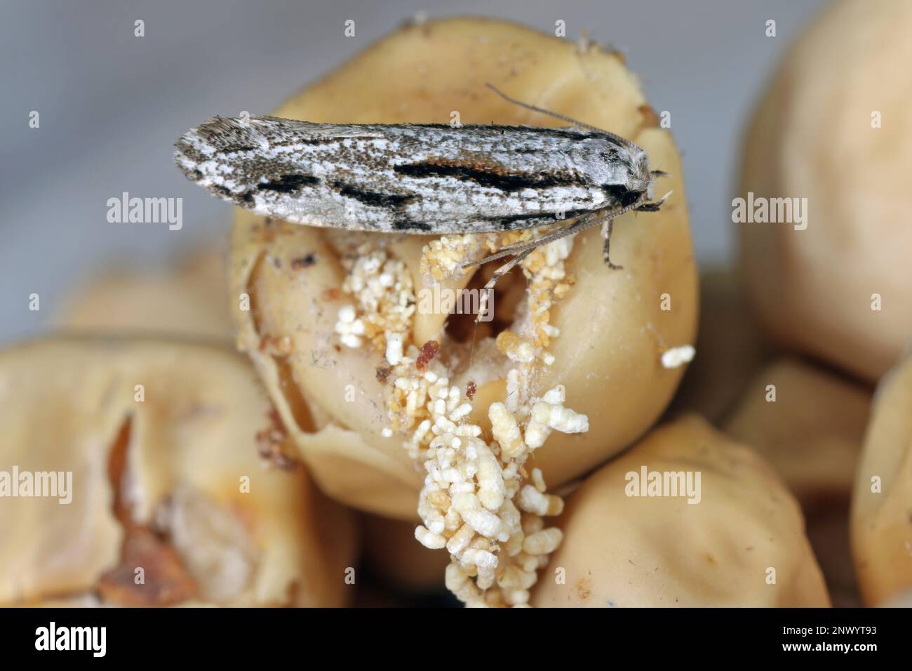 Archinemapogon yildizae, falce della famiglia dei Tineidae, dette falene fungine o falene tineide. Le larve alimentano su fungo della staffa, o Fomes. Foto Stock