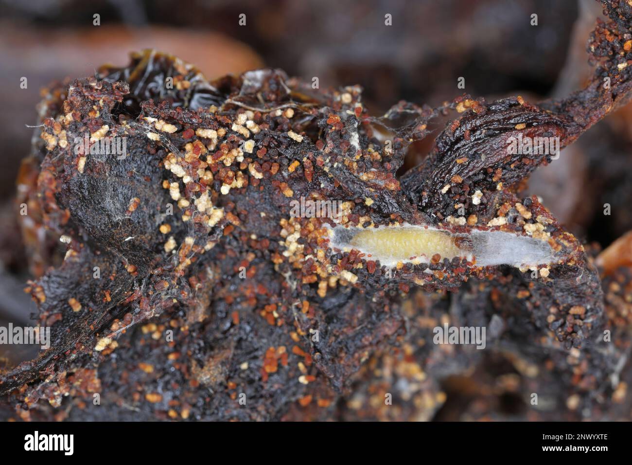 Pomodori secchi, cibo dispensa forniture in casa distrutta da parassiti, insetti, pilastri di carne indiana (Plodia interpunctella). Foto Stock