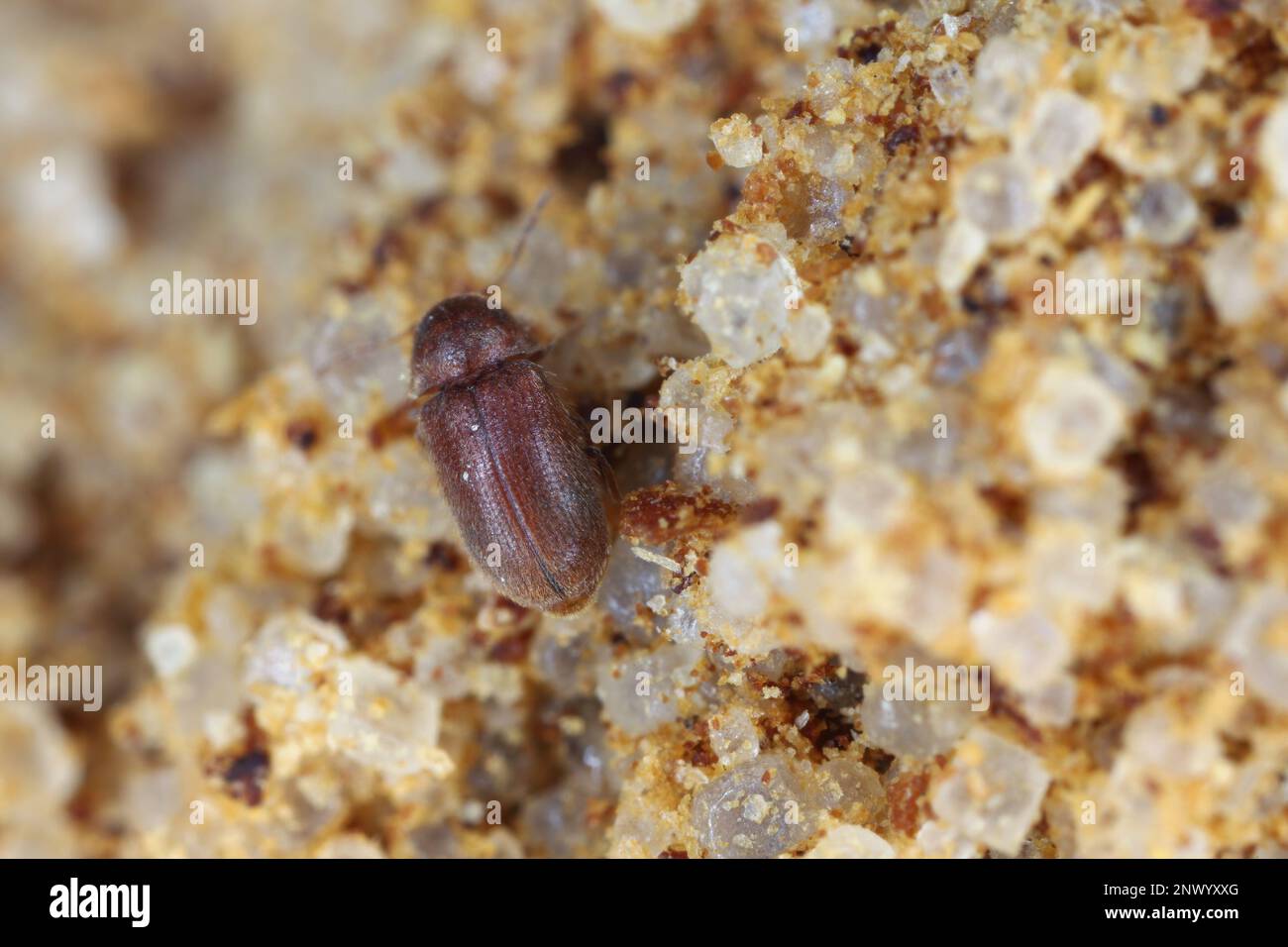 Biscotto, farmacia o scarabeo di pane (Stegobium paniceum) adulto conservato prodotto infestato nelle spezie. Foto Stock