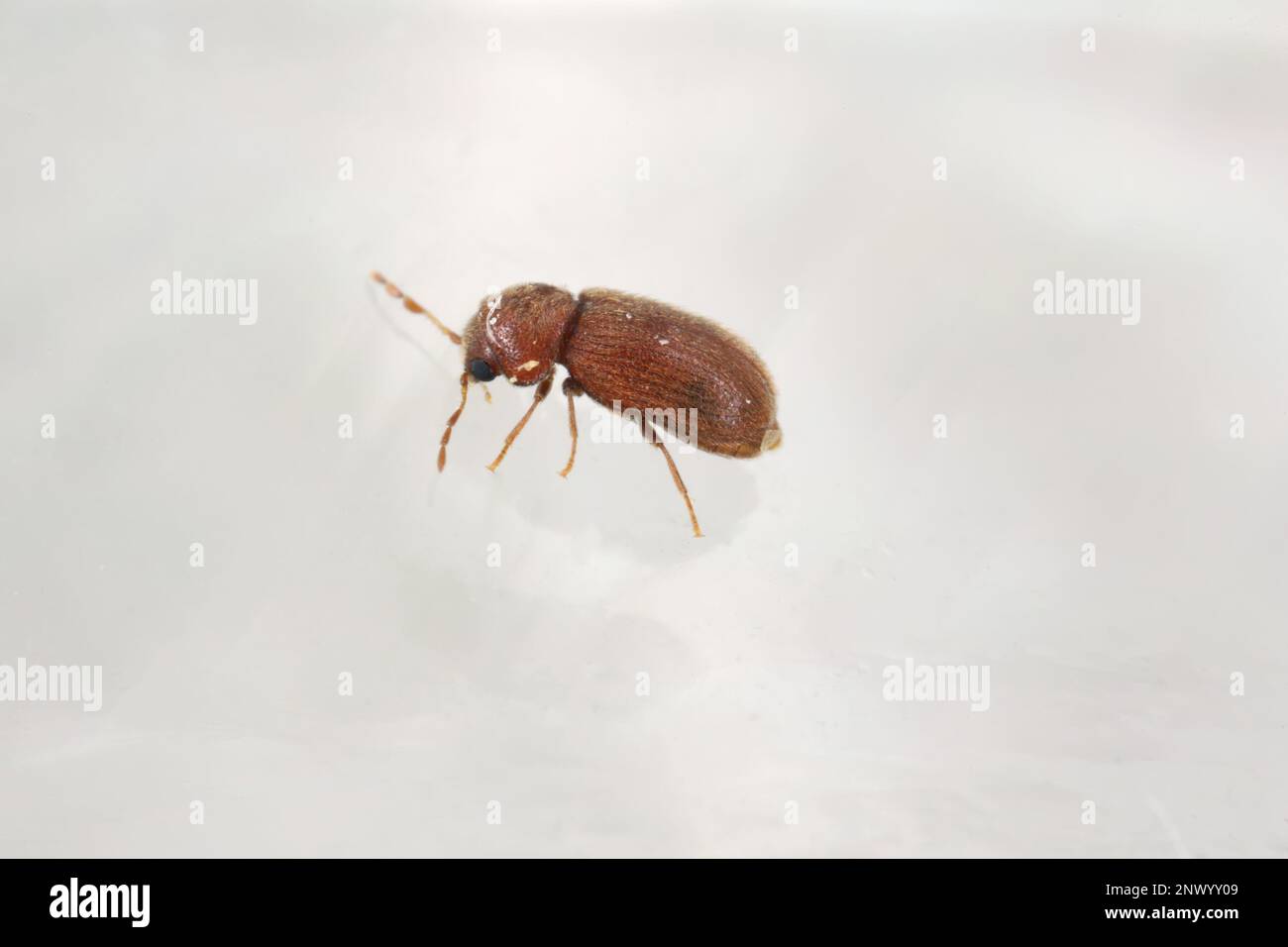 Biscotto, farmacia o scarabeo di pane (Stegobium paniceum) prodotto infestato conservato per adulti. Foto Stock