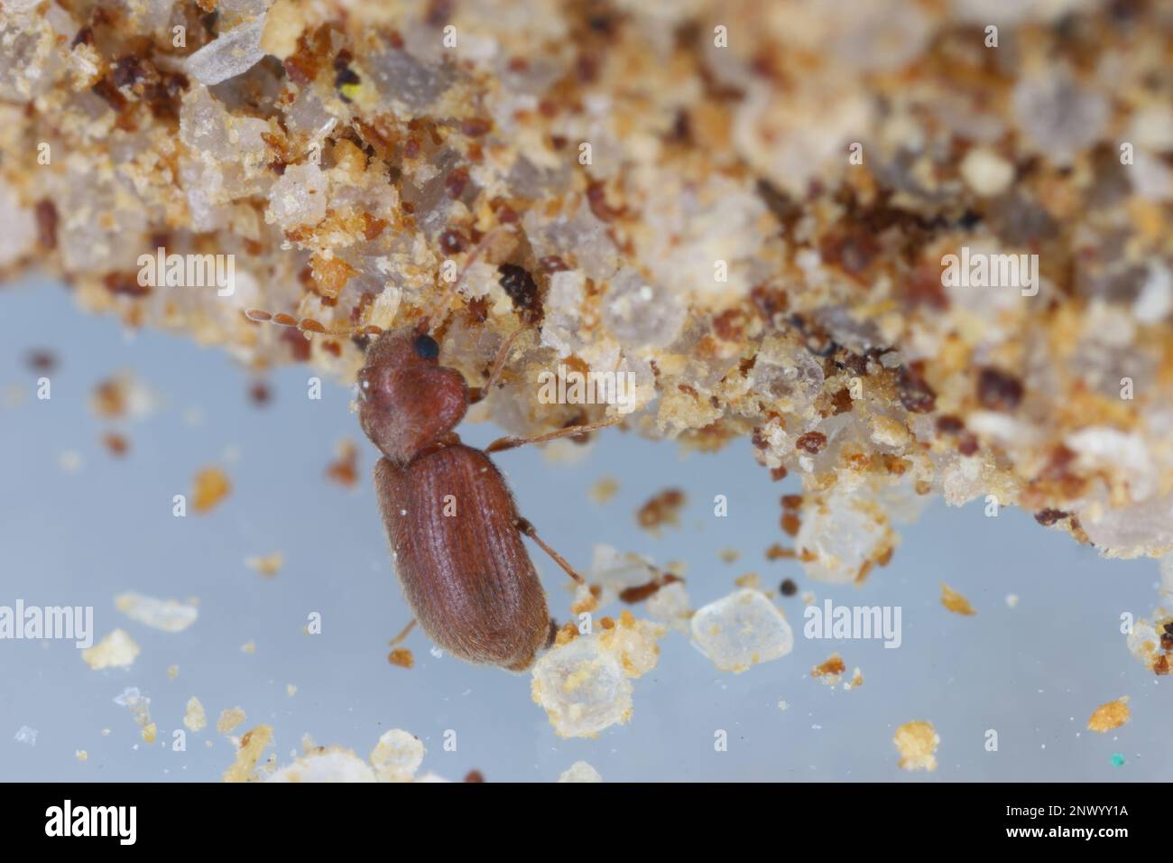 Biscotto, farmacia o scarabeo di pane (Stegobium paniceum) adulto conservato prodotto infestato nelle spezie. Foto Stock