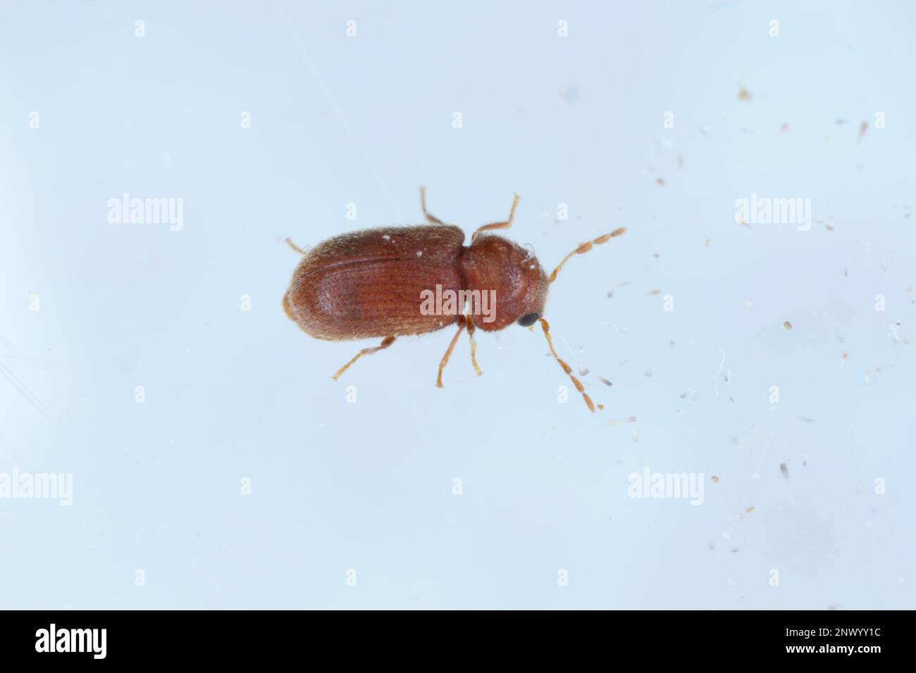 Biscotto, farmacia o scarabeo di pane (Stegobium paniceum) prodotto infestato conservato per adulti. Foto Stock