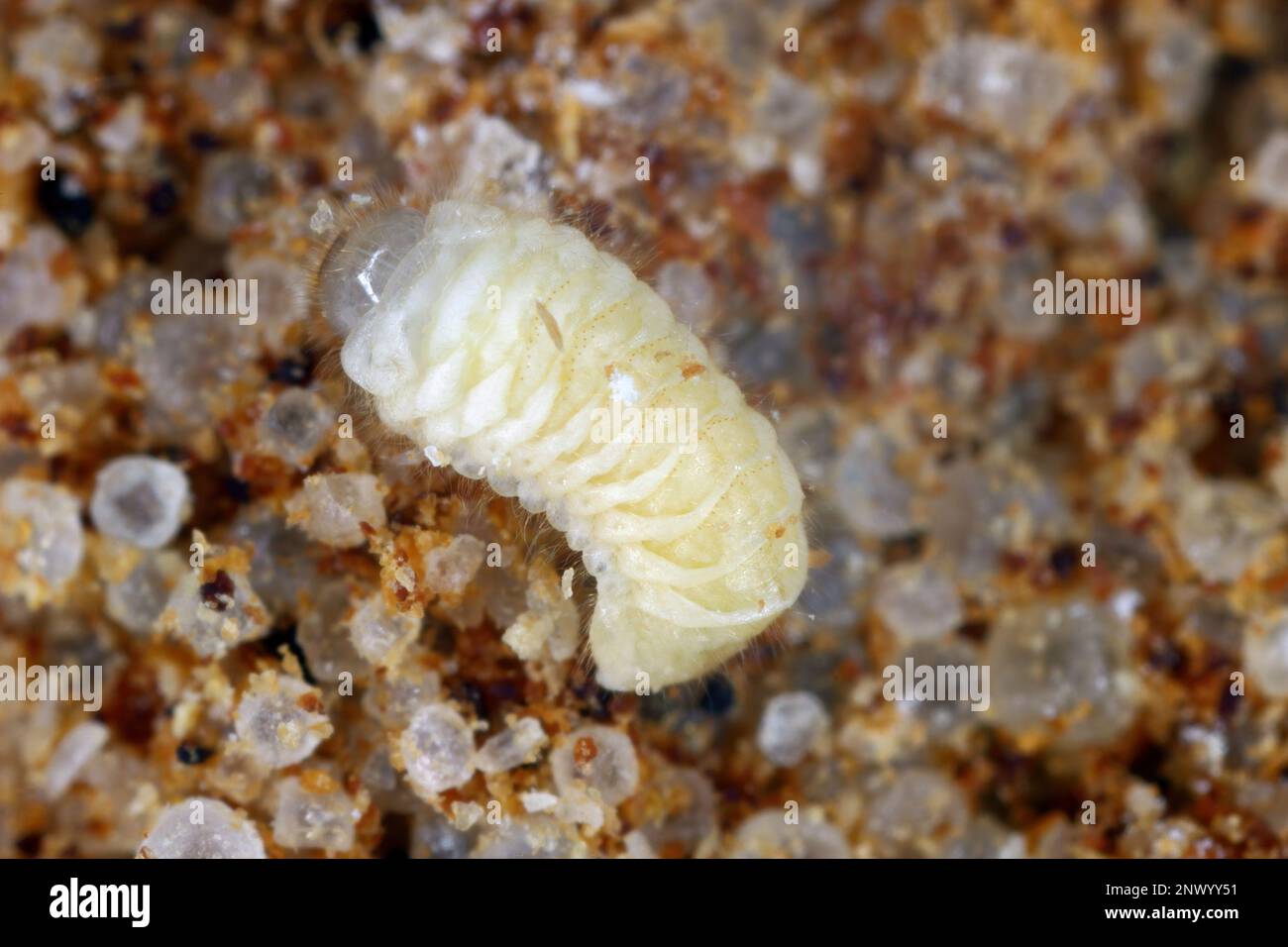 Biscotto, farmacia o scarabeo di pane (Stegobium paniceum) larva conservato prodotto peste nelle spezie. Foto Stock