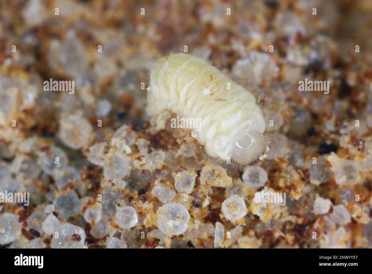 Biscotto, farmacia o scarabeo di pane (Stegobium paniceum) larva conservato prodotto peste nelle spezie. Foto Stock