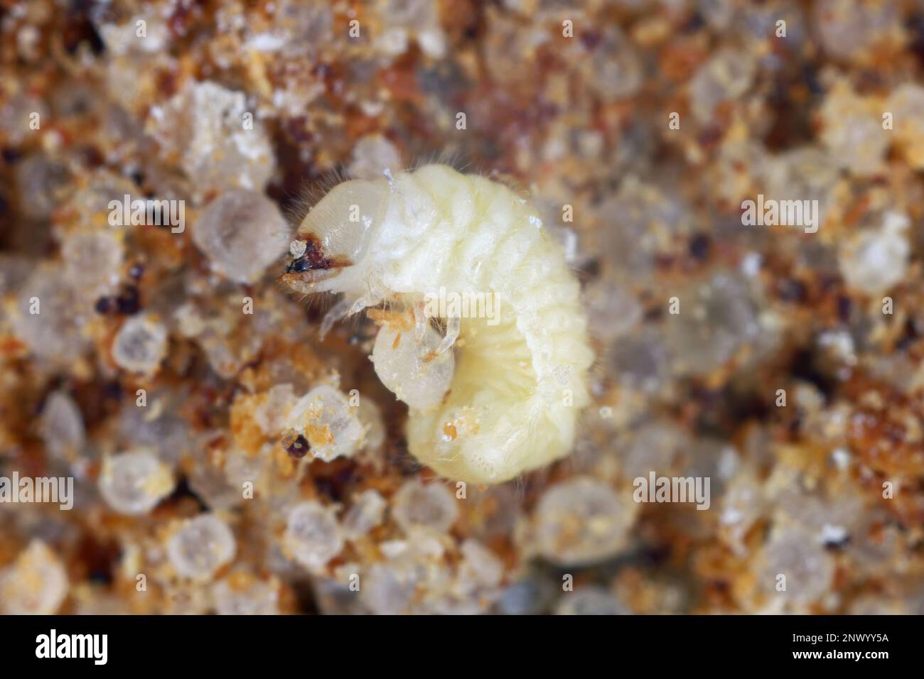 Biscotto, farmacia o scarabeo di pane (Stegobium paniceum) larva conservato prodotto peste nelle spezie. Foto Stock