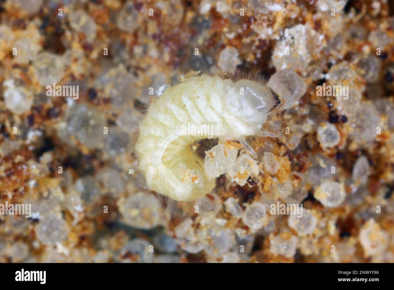 Biscotto, farmacia o scarabeo di pane (Stegobium paniceum) larva conservato prodotto peste nelle spezie. Foto Stock