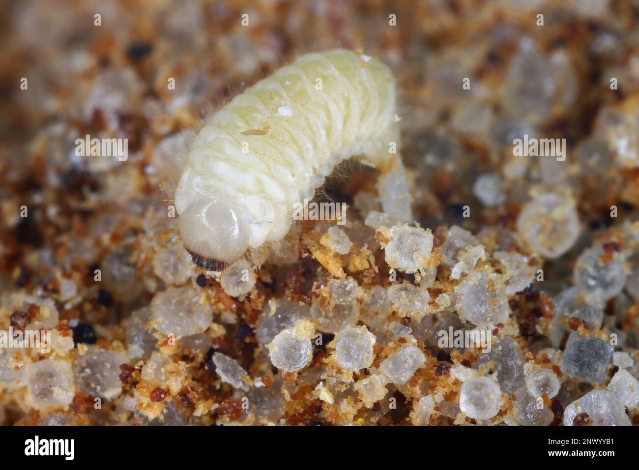 Biscotto, farmacia o scarabeo di pane (Stegobium paniceum) larva conservato prodotto peste nelle spezie. Foto Stock
