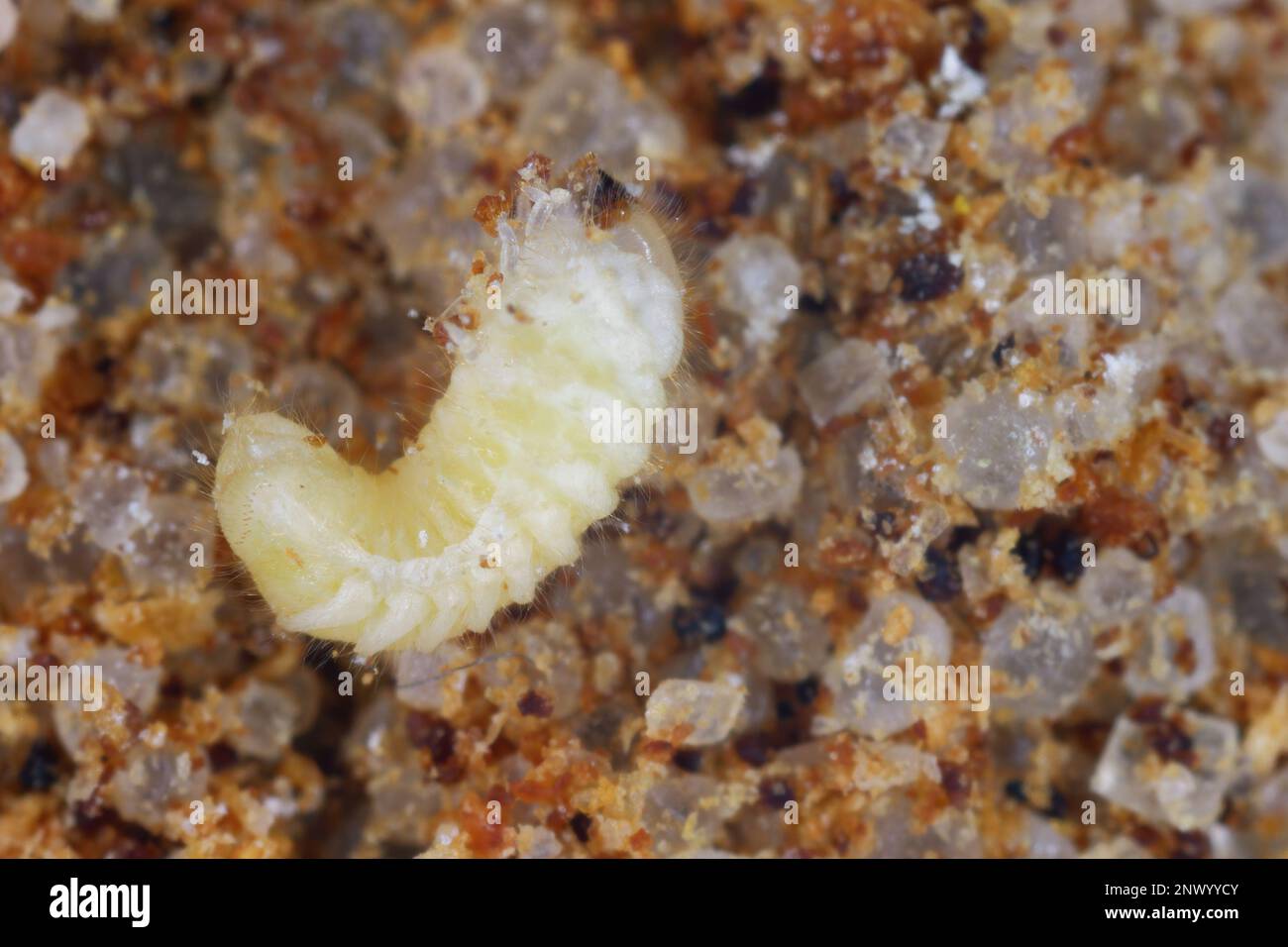 Biscotto, farmacia o scarabeo di pane (Stegobium paniceum) larva conservato prodotto peste nelle spezie. Foto Stock