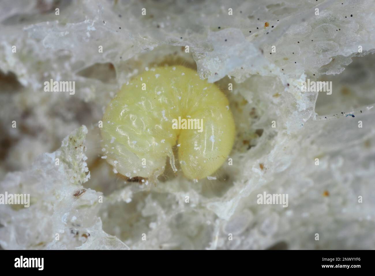 Biscotto, farmacia o scarabeo di pane (stegobium paniceum) larva immagazzinato prodotto peste sui residui di pane. Foto Stock