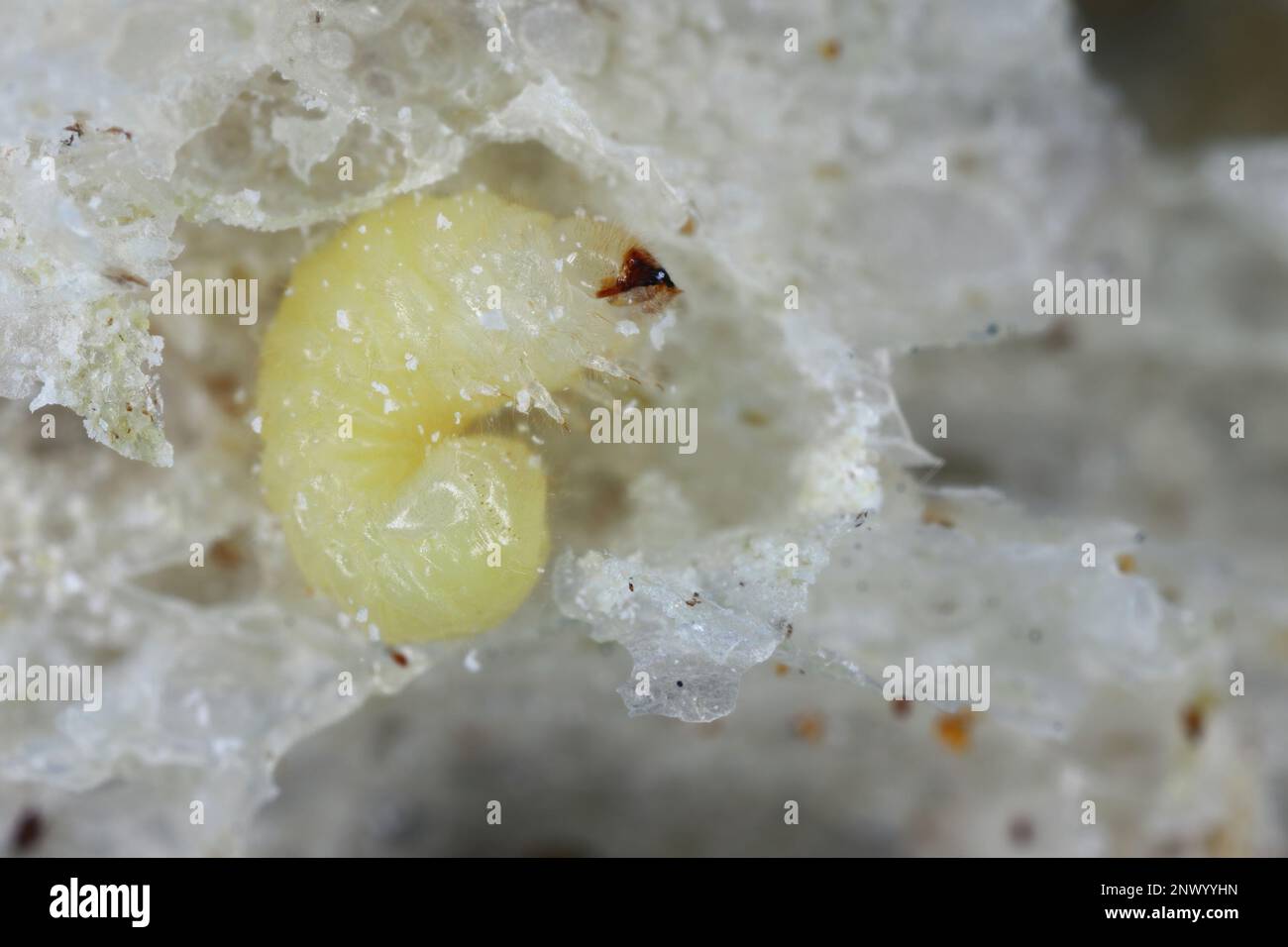 Biscotto, farmacia o scarabeo di pane (stegobium paniceum) larva immagazzinato prodotto peste sui residui di pane. Foto Stock