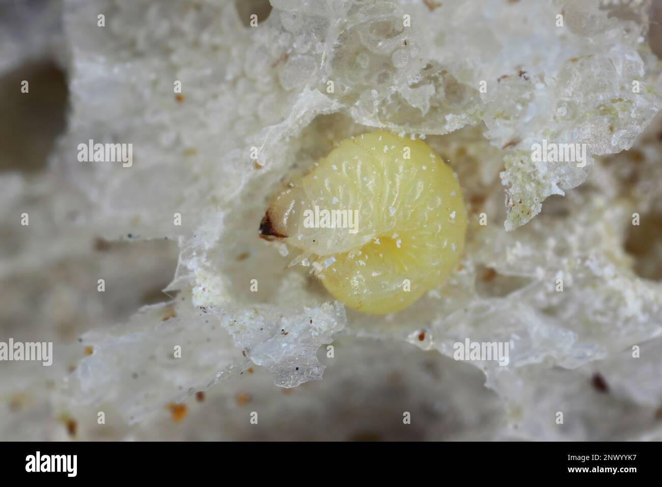 Biscotto, farmacia o scarabeo di pane (stegobium paniceum) larva immagazzinato prodotto peste sui residui di pane. Foto Stock