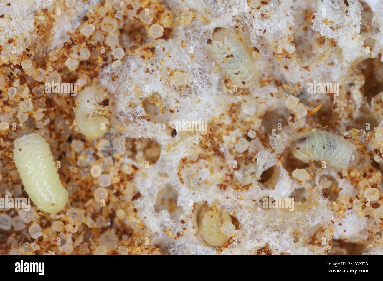 Biscotto, farmacia o scarabeo di pane (stegobium paniceum) larve immagazzinato prodotto peste sui residui del biscotto. Foto Stock