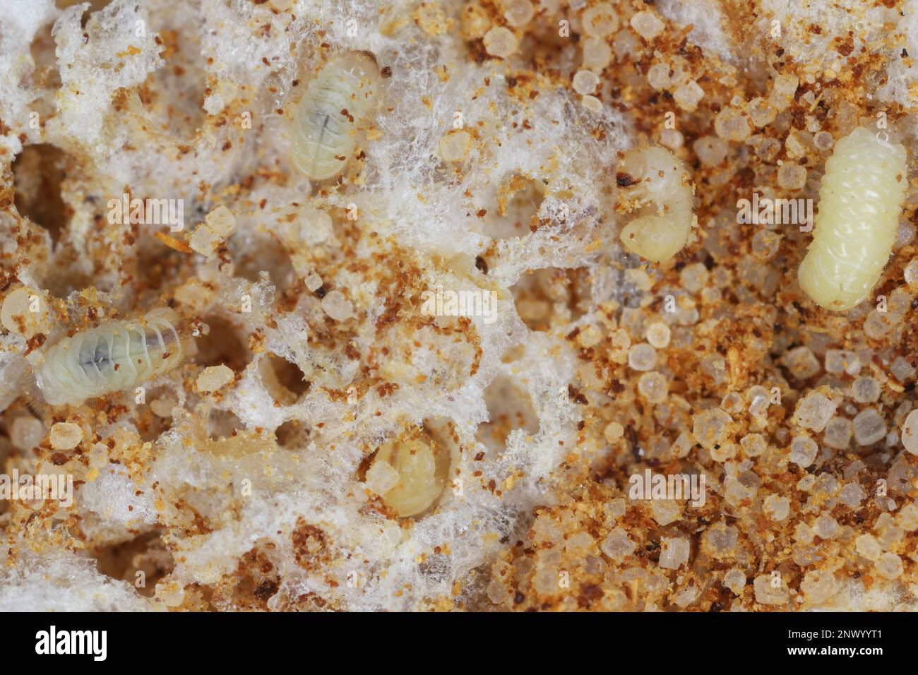 Biscotto, farmacia o scarabeo di pane (stegobium paniceum) larve immagazzinato prodotto peste sui residui del biscotto. Foto Stock