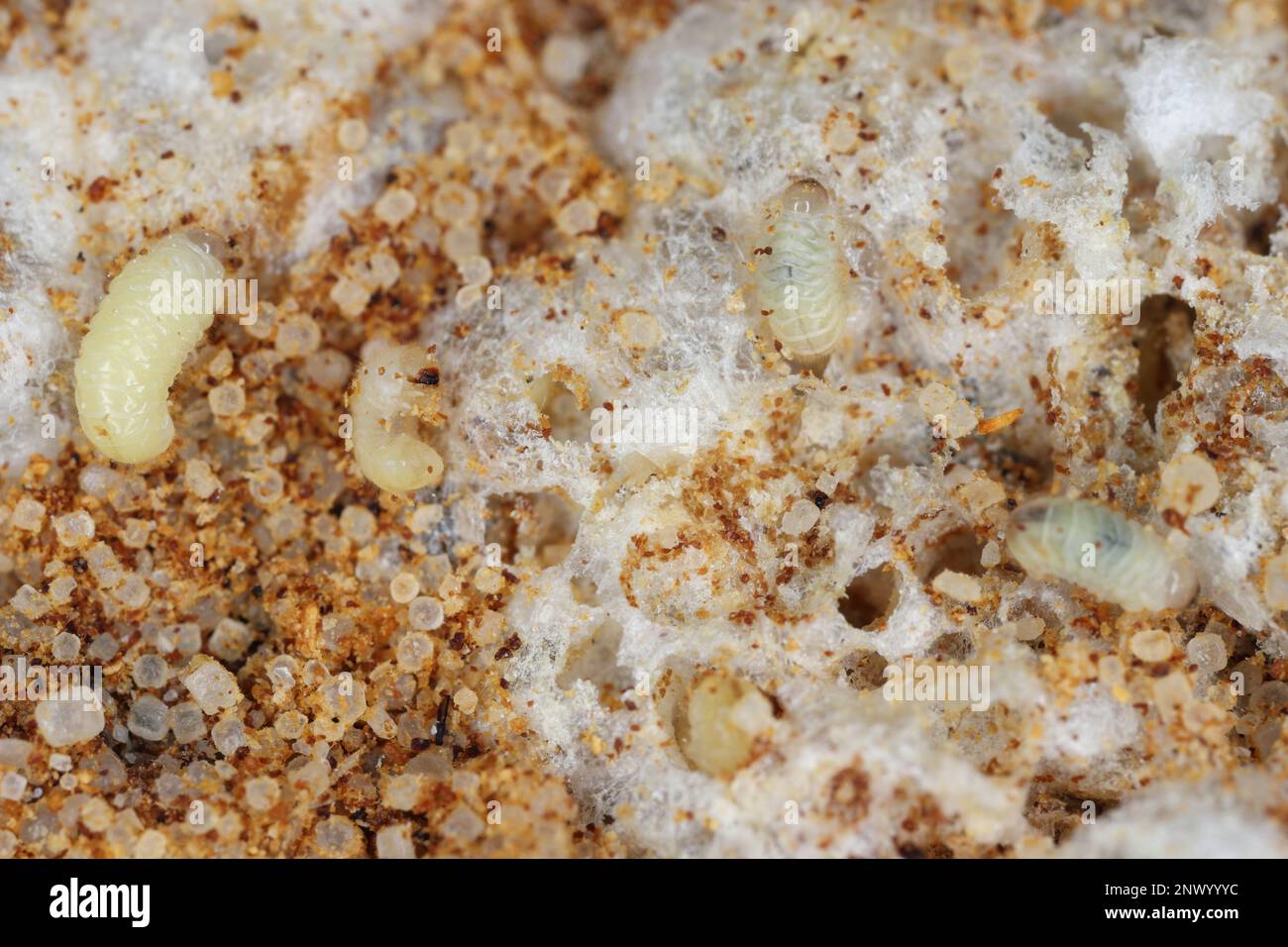 Biscotto, farmacia o scarabeo di pane (stegobium paniceum) larve immagazzinato prodotto peste sui residui del biscotto. Foto Stock