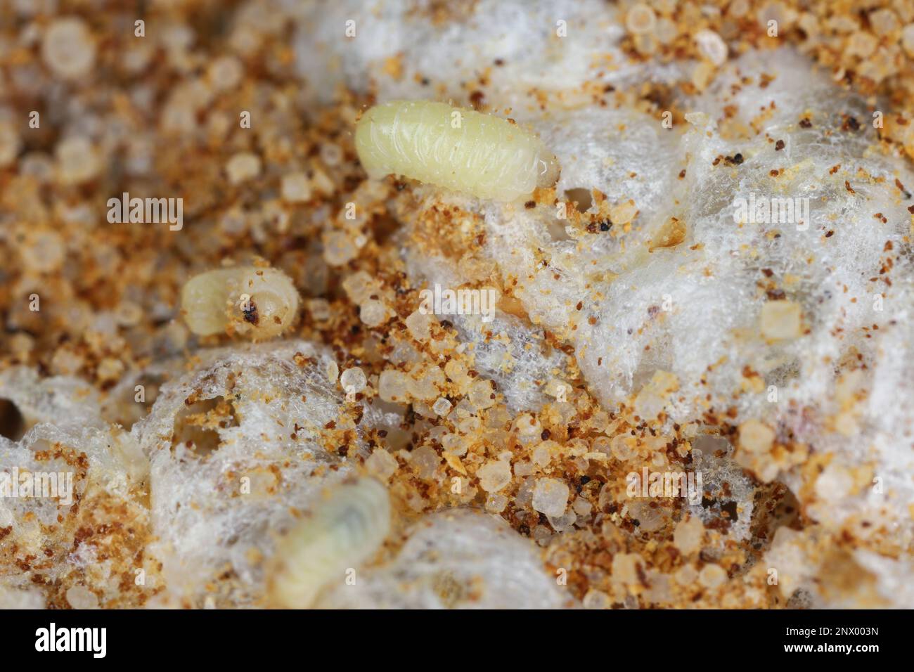 Biscotto, farmacia o scarabeo di pane (stegobium paniceum) larve immagazzinato prodotto peste sui residui del biscotto. Foto Stock