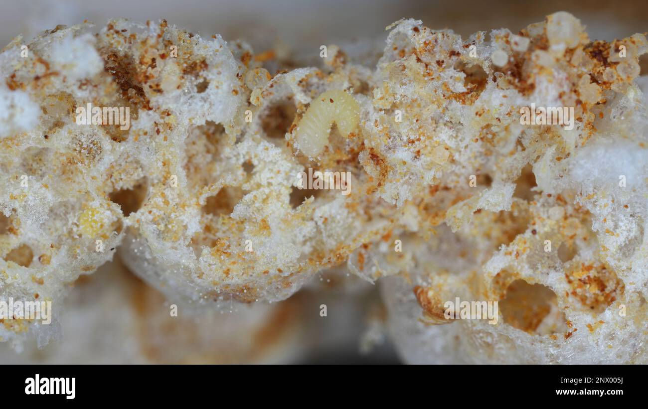 Biscotto, farmacia o scarabeo di pane (stegobium paniceum) larva immagazzinato prodotto peste sui residui del biscotto. Foto Stock