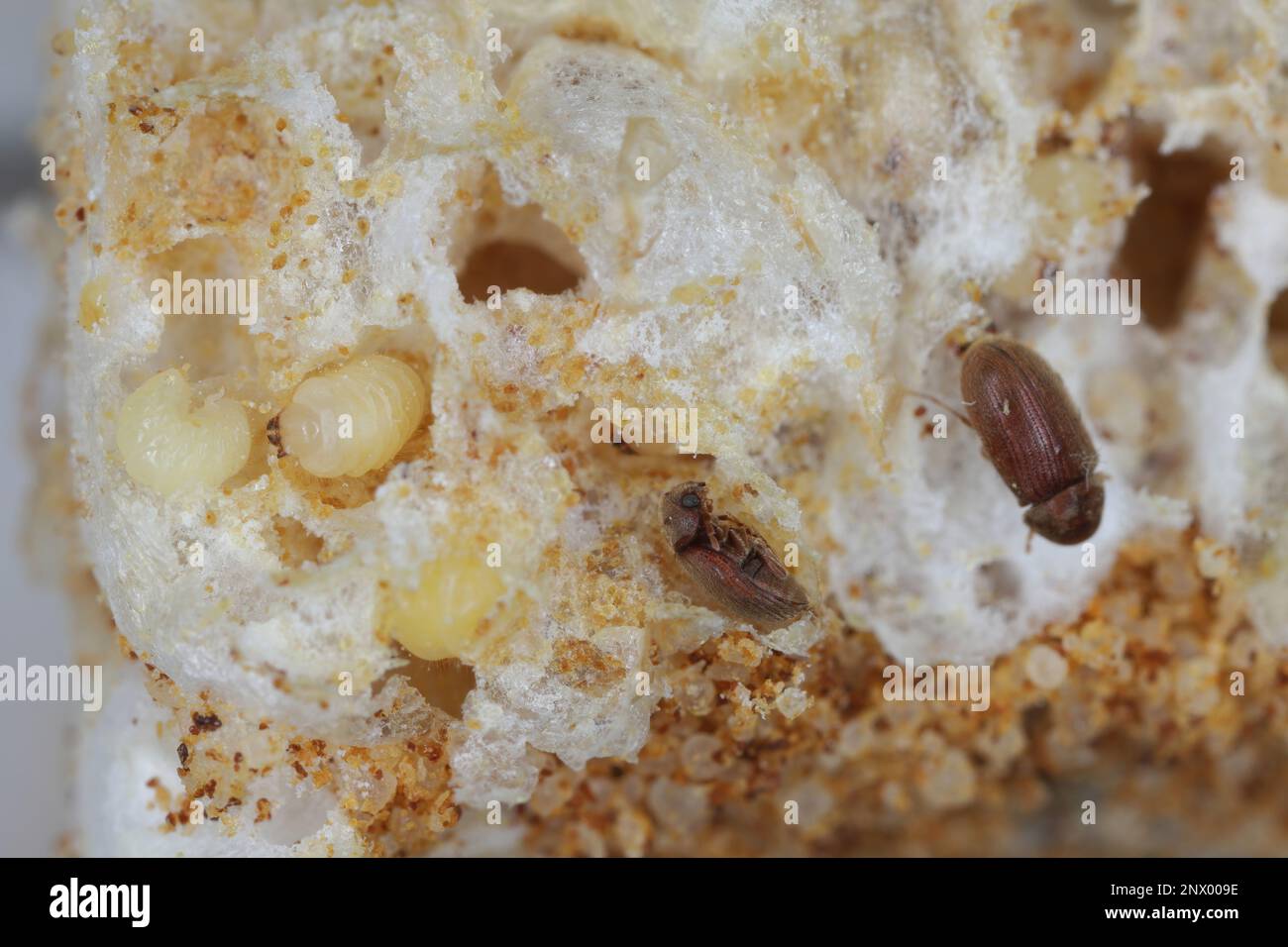 Biscotto, farmacia o scarabeo di pane (stegobium paniceum) larve e adulti - scarabeo conservato prodotto infestato su biscotti detriti. Foto Stock