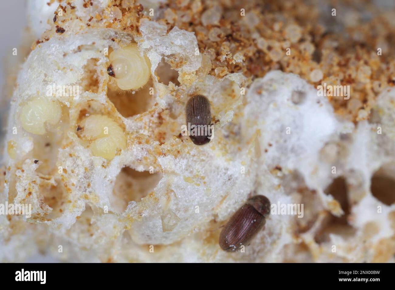 Biscotto, farmacia o scarabeo di pane (stegobium paniceum) larve e adulti - scarabeo conservato prodotto infestato su biscotti detriti. Foto Stock