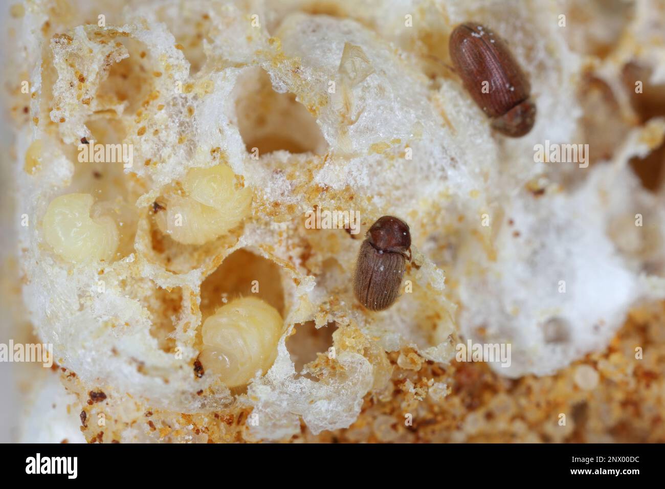 Biscotto, farmacia o scarabeo di pane (stegobium paniceum) larve e adulti - scarabeo conservato prodotto infestato su biscotti detriti. Foto Stock