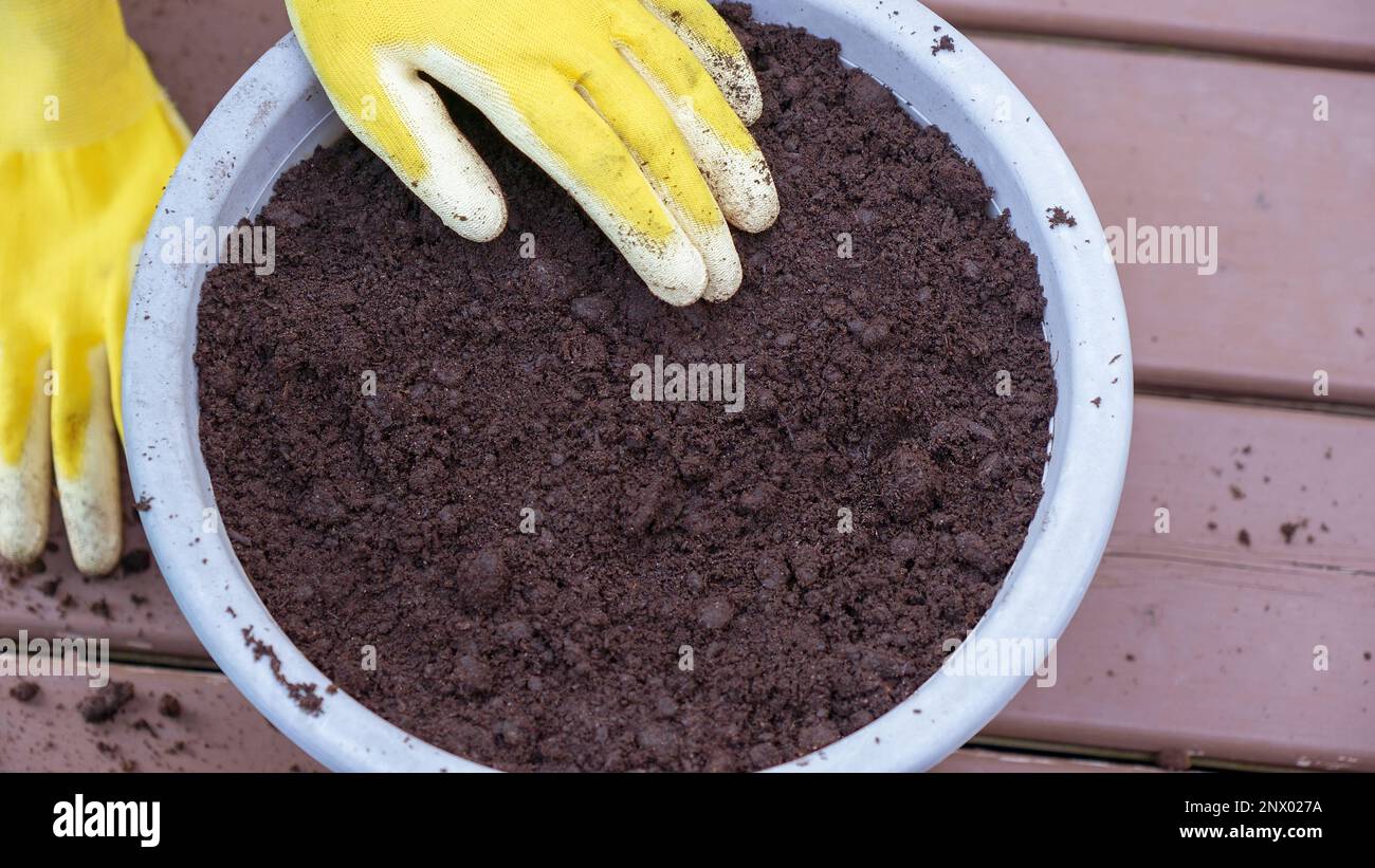 Mani umane in guanti gialli che si prendono cura del terreno nel pentola. Piantare fiori in giardino in estate Foto Stock