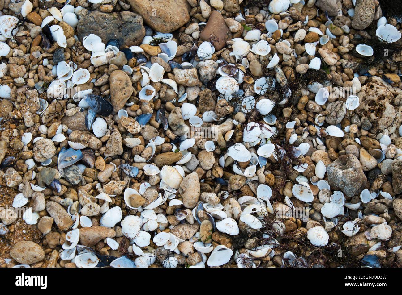 Conchiglie di molti tipi e dimensioni si trovano sulle nostre spiagge conchiglie. Foto Stock